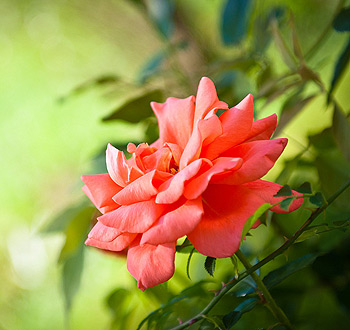 在线手机号轰炸机