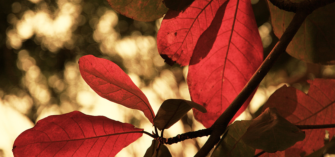 项目管理软件的网络电话呼叫软件免费版